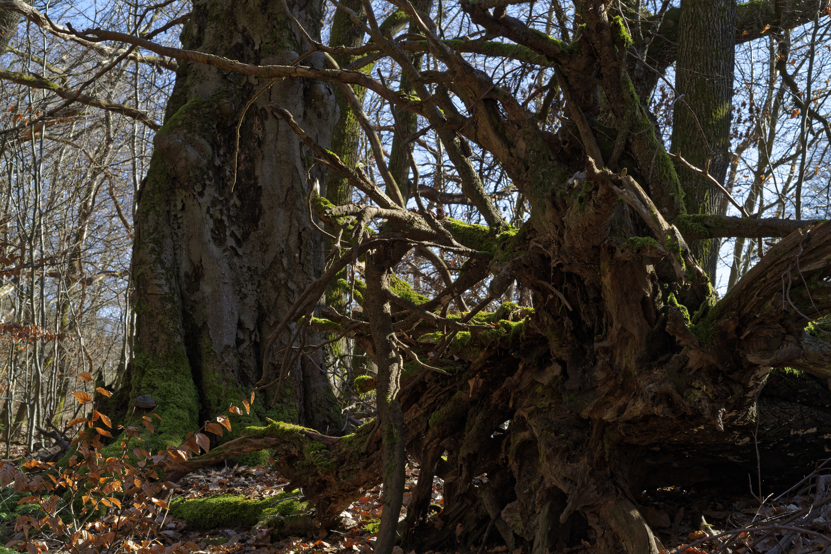 Waldmotive, hier: Baumgestalten im Winterwald