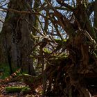 Waldmotive, hier: Baumgestalten im Winterwald