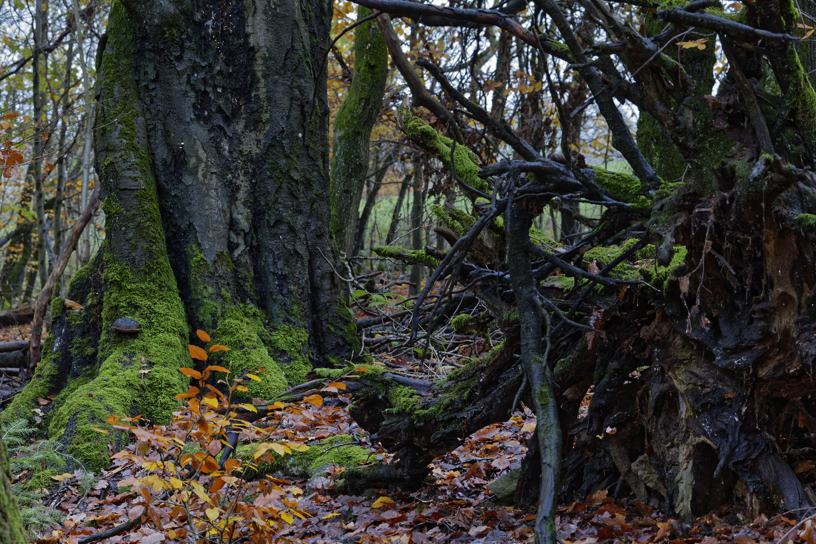 Waldmotive, hier: Baumgestalten im Zauberwald (2)