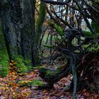 Waldmotive, hier: Baumgestalten im Zauberwald (2)