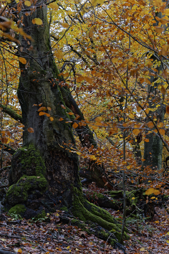 Waldmotive, hier: Baumgestalten im Zauberwald (3)