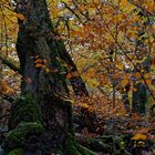 Waldmotive, hier: Baumgestalten im Zauberwald (3)