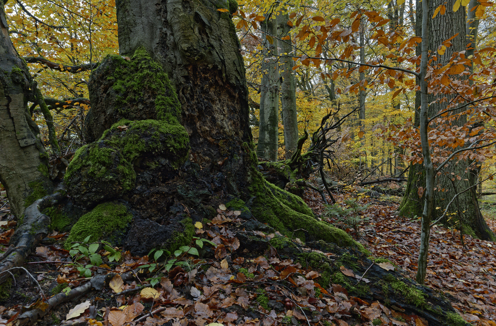 Waldmotive, hier: Baumgestalten im Zauberwald (4)