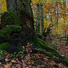 Waldmotive, hier: Baumgestalten im Zauberwald (4)