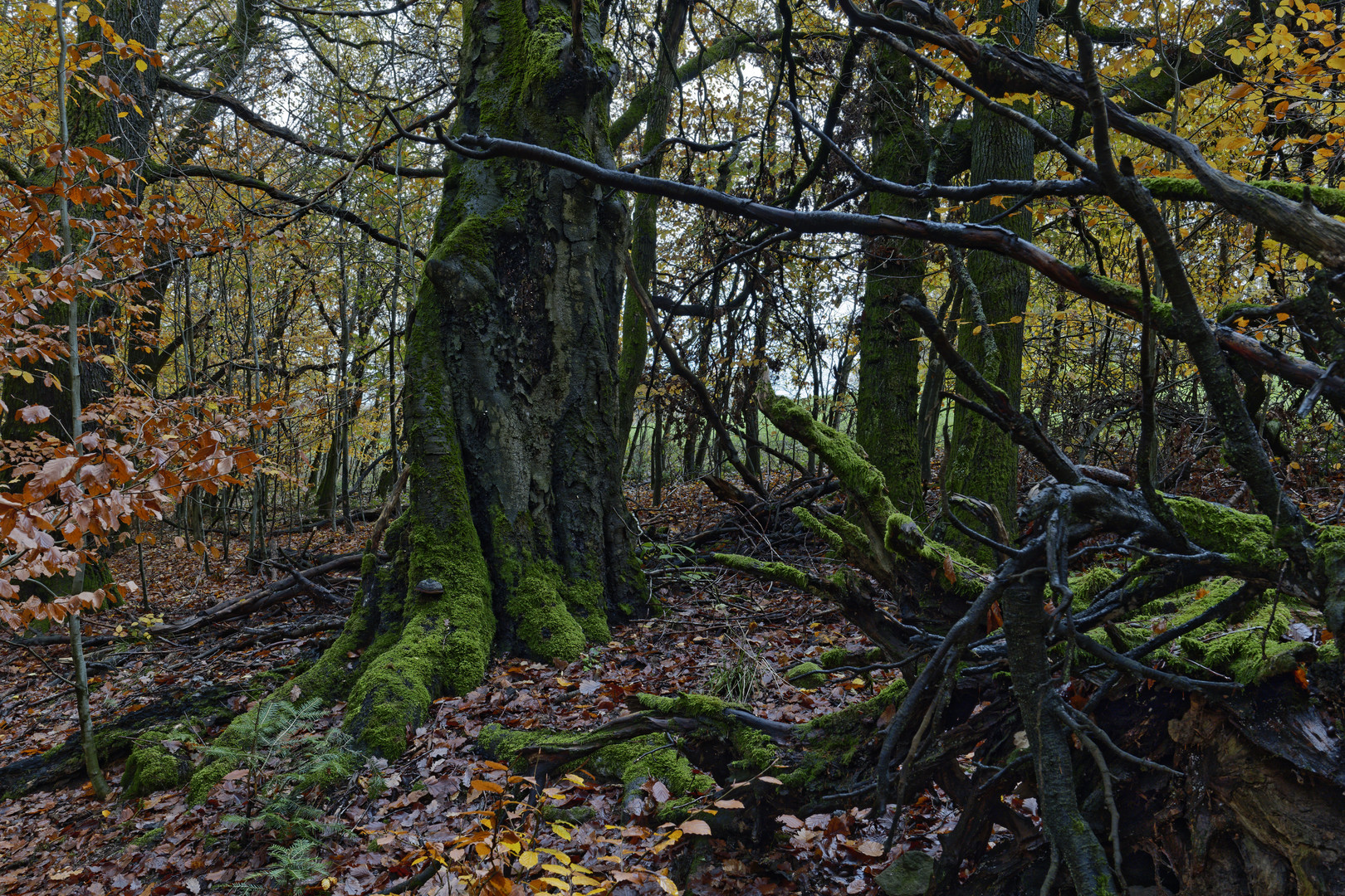 Waldmotive, hier: Baumgestalten im Zauberwald (5)