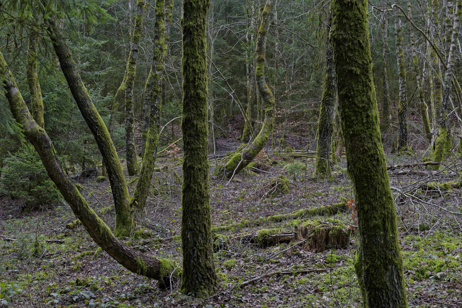 Waldmotive, hier: Baumgestalten in den Mooswelten