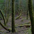 Waldmotive, hier: Baumgestalten in den Mooswelten