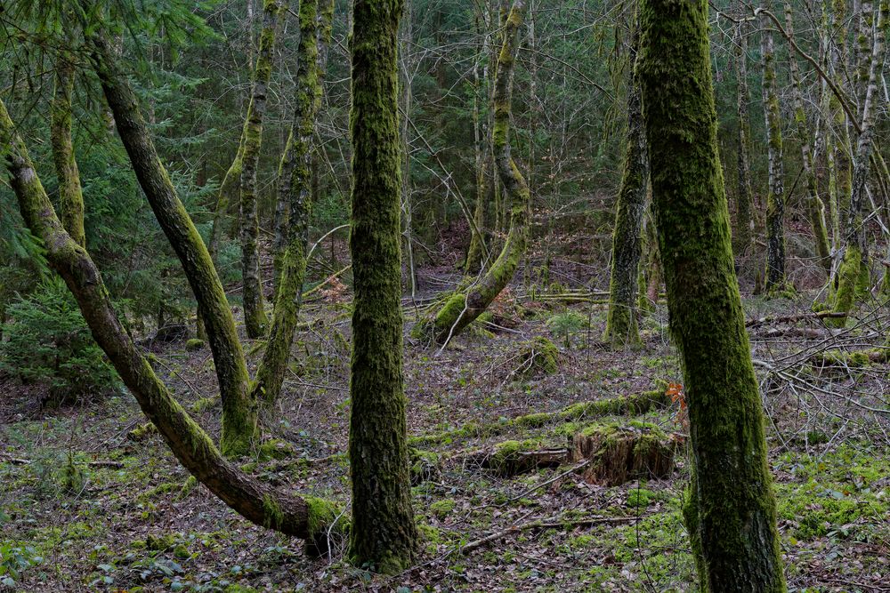 Waldmotive, hier: Baumgestalten in den Mooswelten