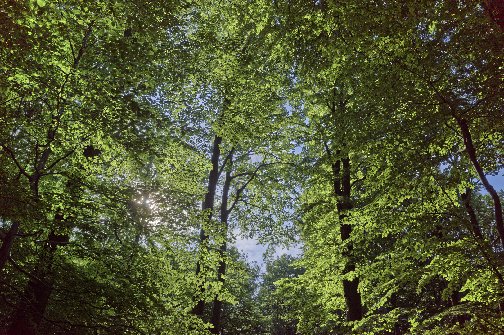 Waldmotive, hier: Baumkronen im Sommerwald