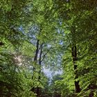 Waldmotive, hier: Baumkronen im Sommerwald