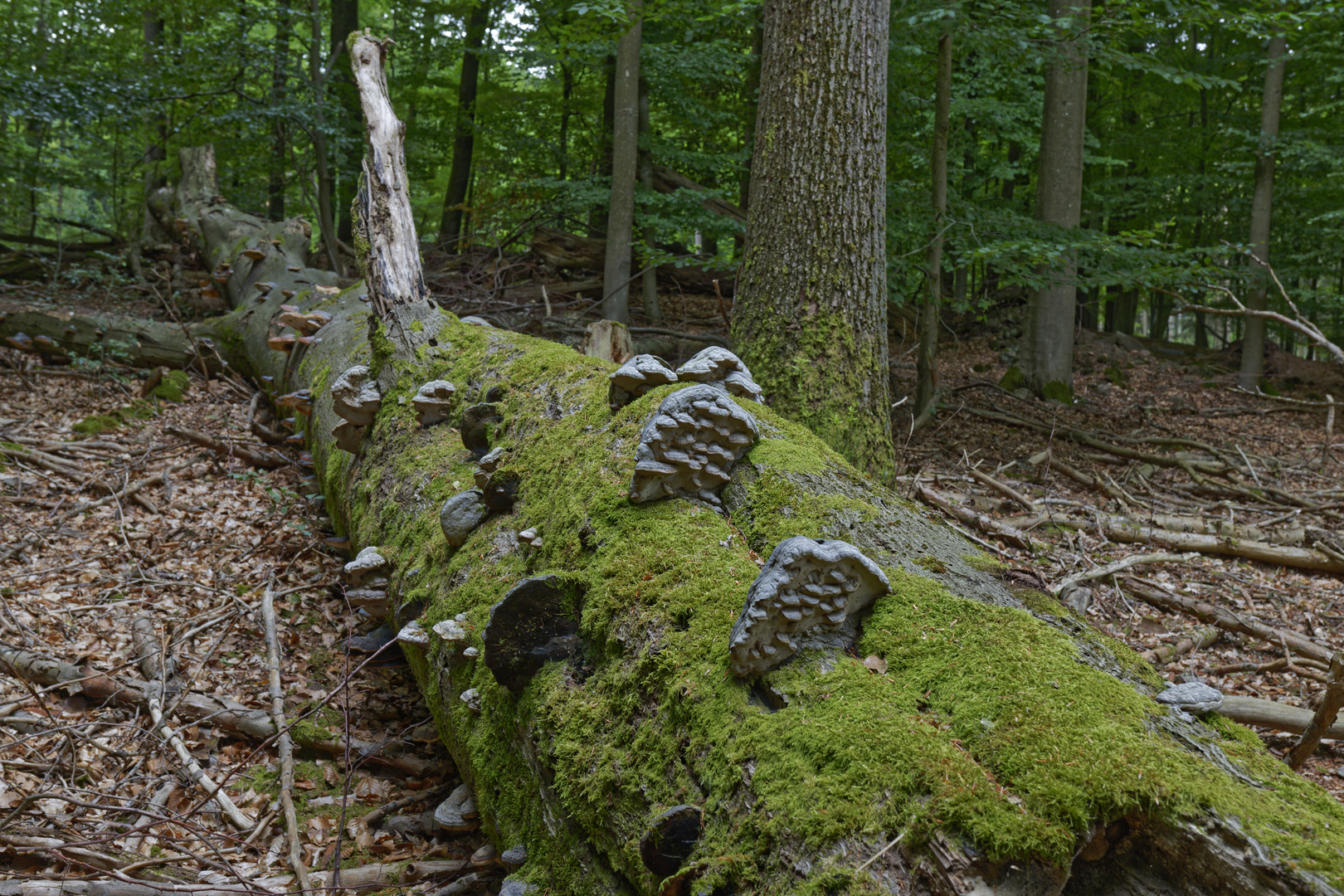 Waldmotive, hier: Baumpilze auf Buchenstamm