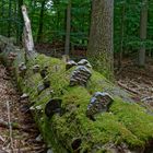 Waldmotive, hier: Baumpilze auf Buchenstamm