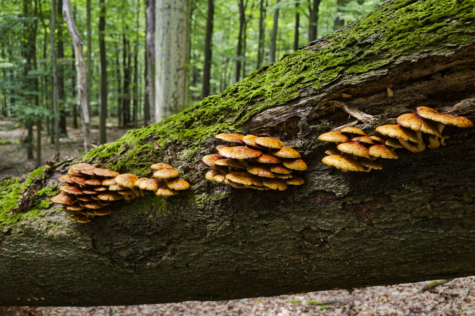 Waldmotive, hier: Baumpilze auf umgestürzter Buche