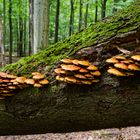 Waldmotive, hier: Baumpilze auf umgestürzter Buche