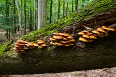 Waldmotive, hier: Baumpilze auf umgestürzter Buche