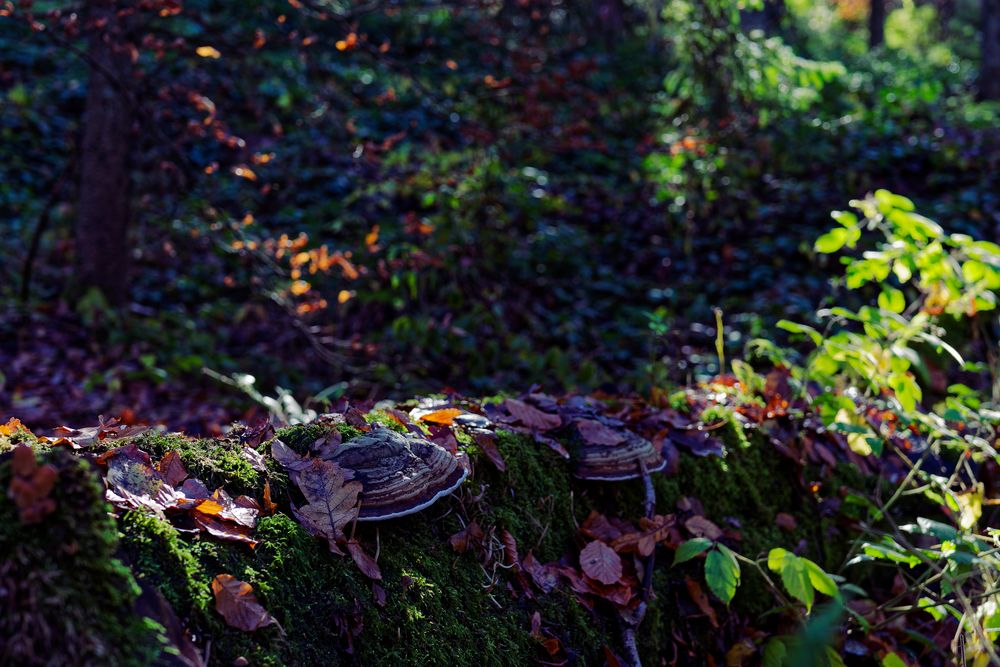 Waldmotive, hier: Baumschwämme auf einem Fichtenstamm