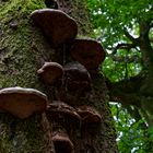 Waldmotive, hier: Baumschwämme auf einer alten Buche