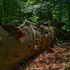 Waldmotive, hier: Baumschwämme auf einer Buche