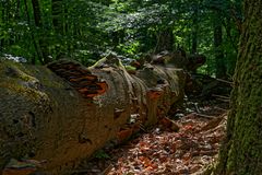 Waldmotive, hier: Baumschwämme auf einer Buche