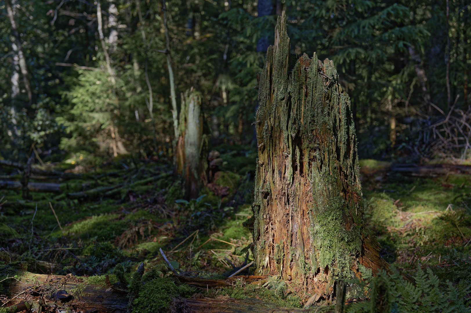 Waldmotive, hier: Baumstümpfe in den Mooswelten