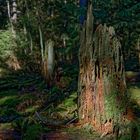 Waldmotive, hier: Baumstümpfe in den Mooswelten