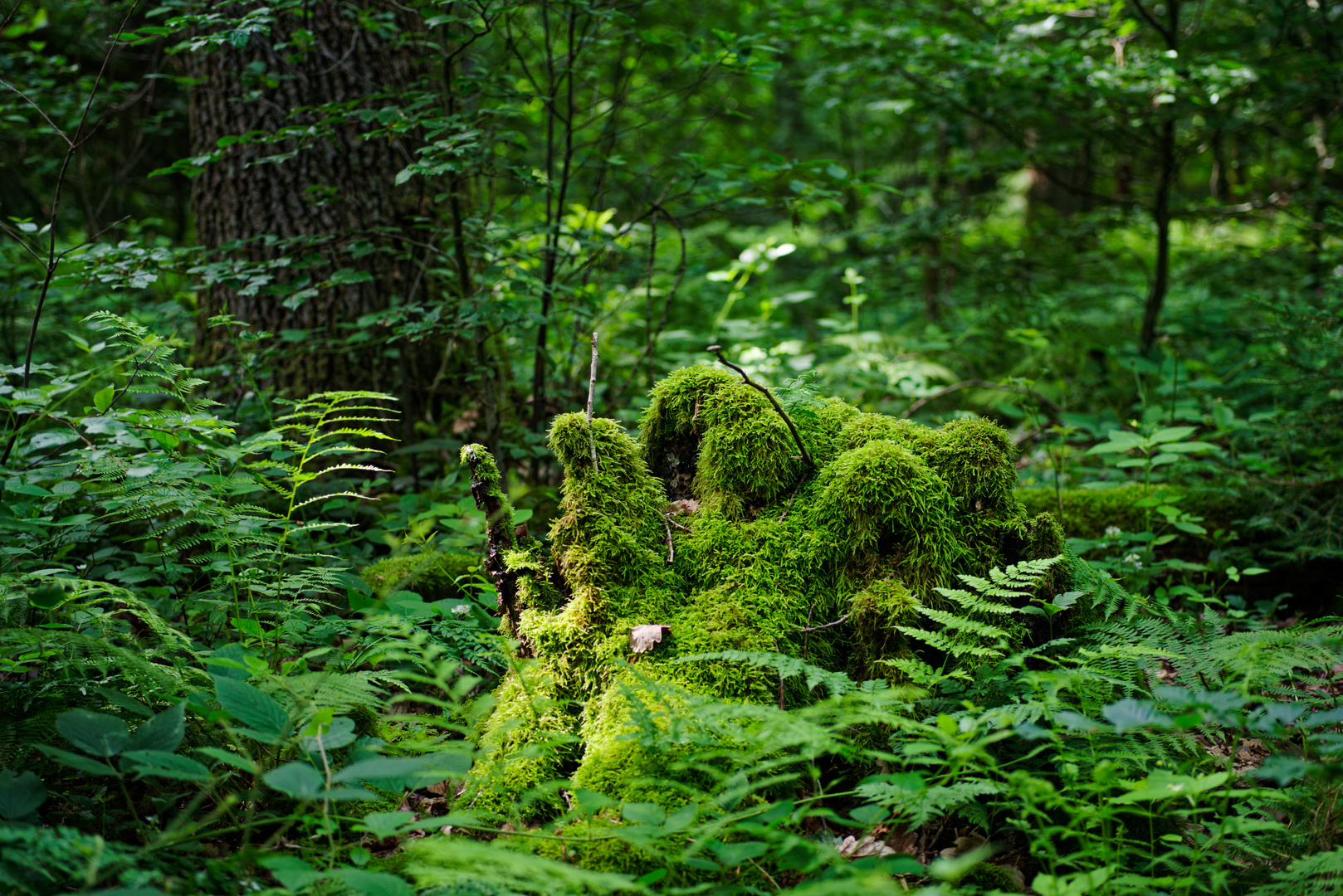 Waldmotive, hier: Baumstumpf im Licht 