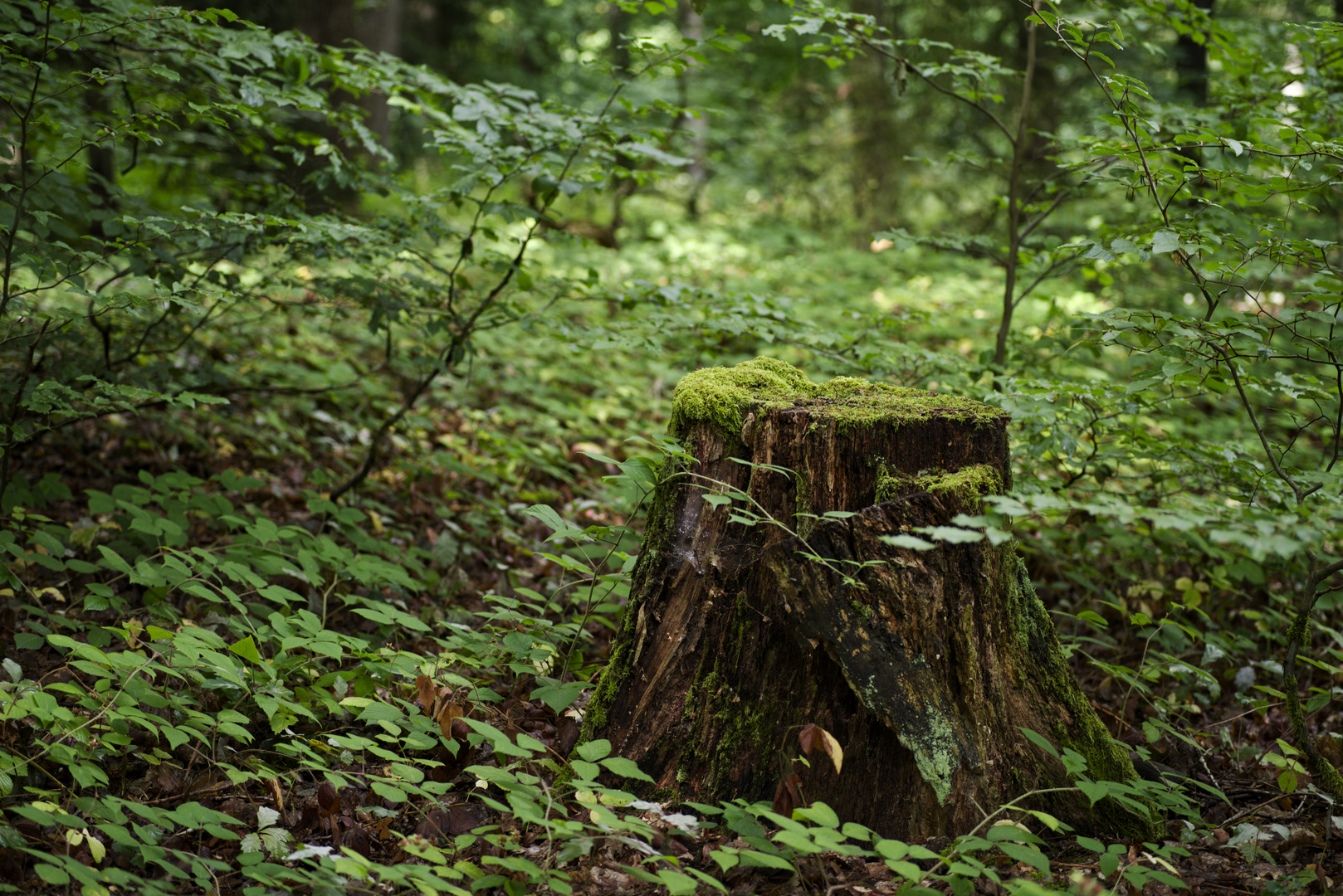 Waldmotive, hier: Baumstumpf im Unterholz