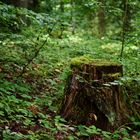 Waldmotive, hier: Baumstumpf im Unterholz