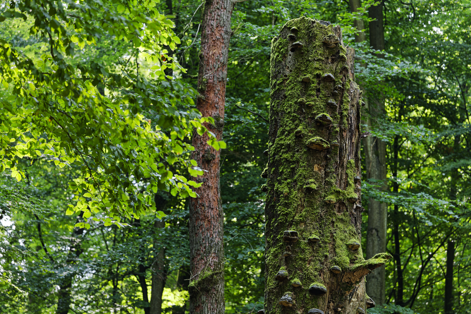 Waldmotive, hier Baumtorso mit Baumschwämmen