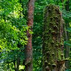 Waldmotive, hier Baumtorso mit Baumschwämmen