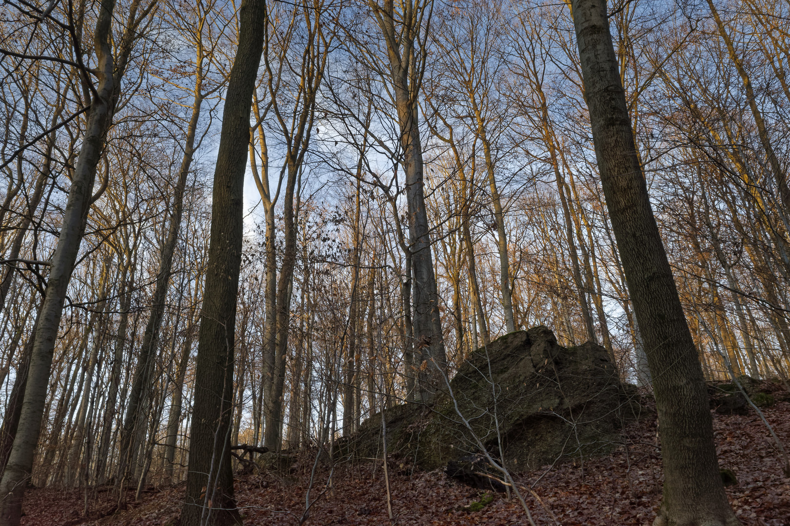 Waldmotive, hier: beginnende Abenddämmerung im Laubwald (2)