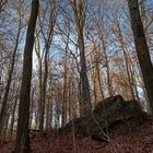 Waldmotive, hier: beginnende Abenddämmerung im Laubwald (2)