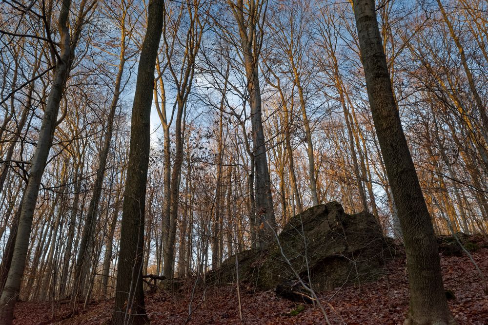 Waldmotive, hier: beginnende Abenddämmerung im Laubwald (2)