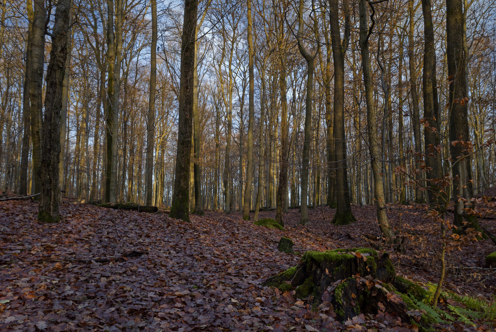 Waldmotive, hier: beginnende Abenddämmerung im Laubwald