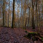 Waldmotive, hier: beginnende Abenddämmerung im Laubwald