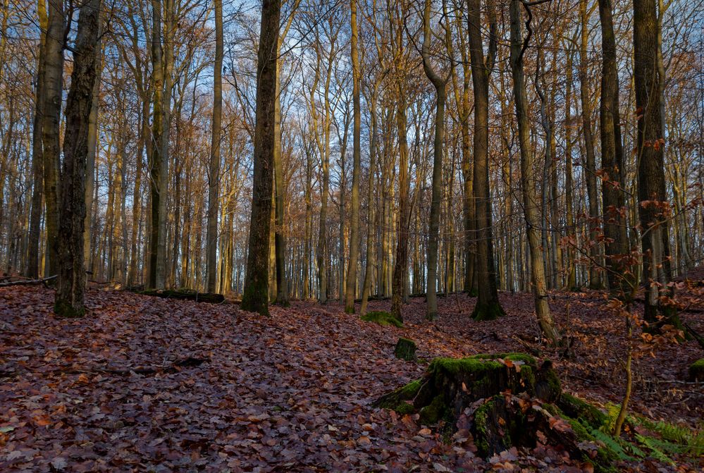 Waldmotive, hier: beginnende Abenddämmerung im Laubwald