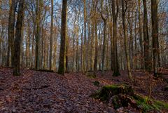 Waldmotive, hier: beginnende Abenddämmerung im Laubwald