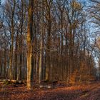 Waldmotive, hier: beginnende Abenddämmerung im Laubwald 