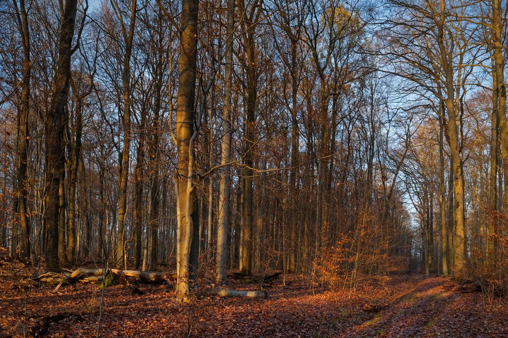 Waldmotive, hier: beginnende Abenddämmerung im Laubwald 