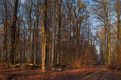 Waldmotive, hier: beginnende Abenddämmerung im Laubwald 