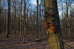 Waldmotive, hier: beginnende Abenddämmerung im Laubwald