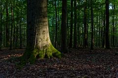 Waldmotive, hier: beginnende Dämmerung im Laubwald