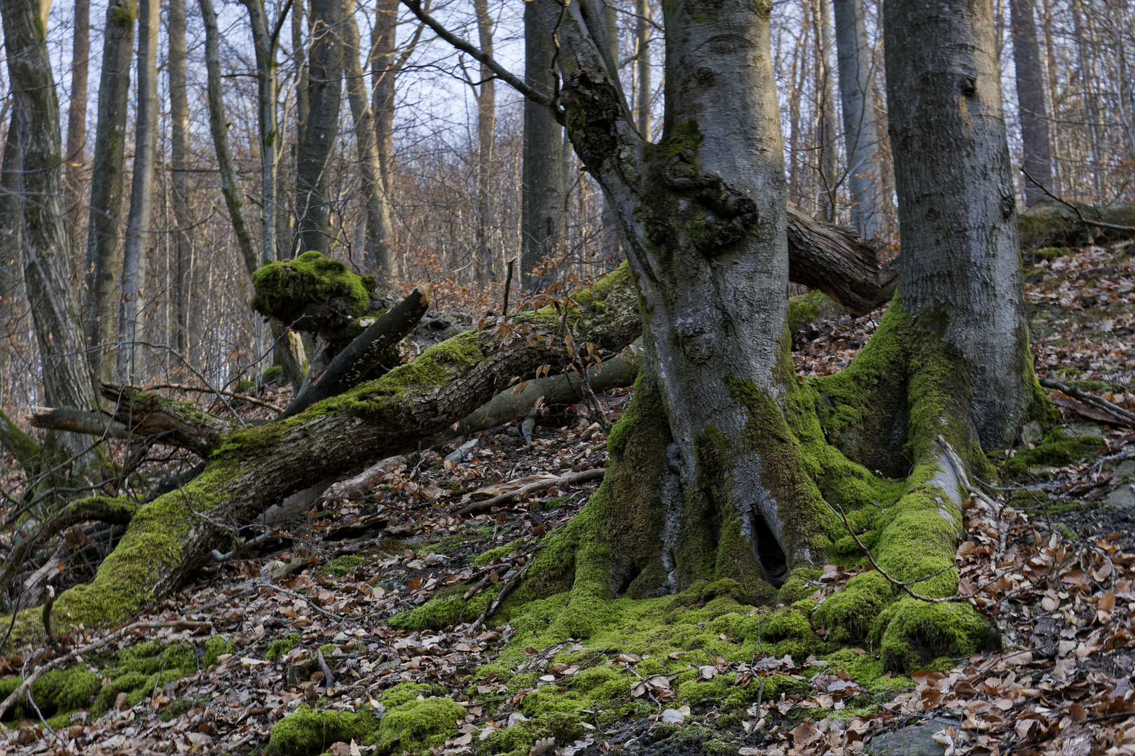 Waldmotive, hier: bemooste Buchenwurzeln