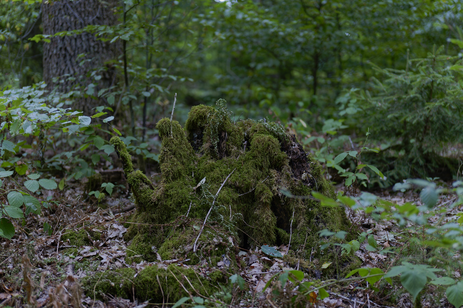 Waldmotive, hier: bemooster Baumstumpf