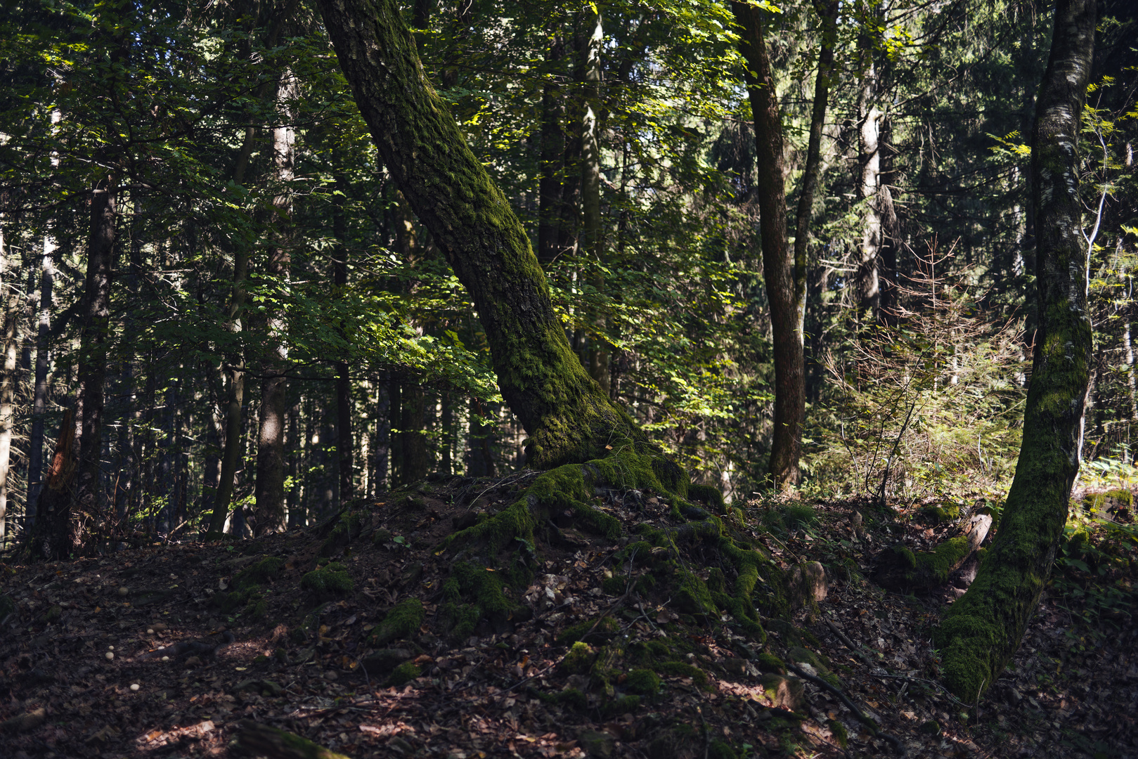 Waldmotive, hier: Birken im Fichtenwald