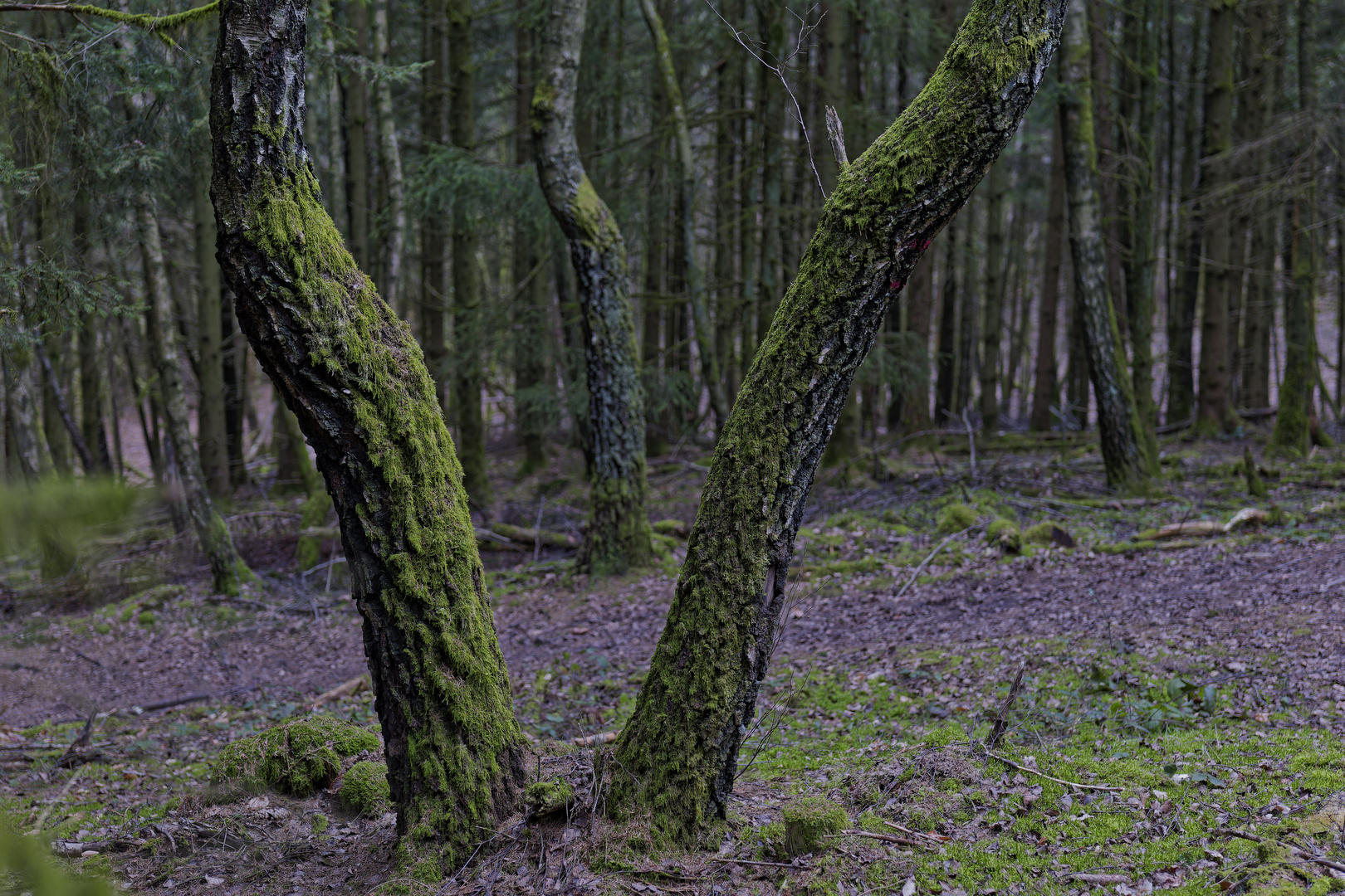 Waldmotive, hier: Birkenstämme