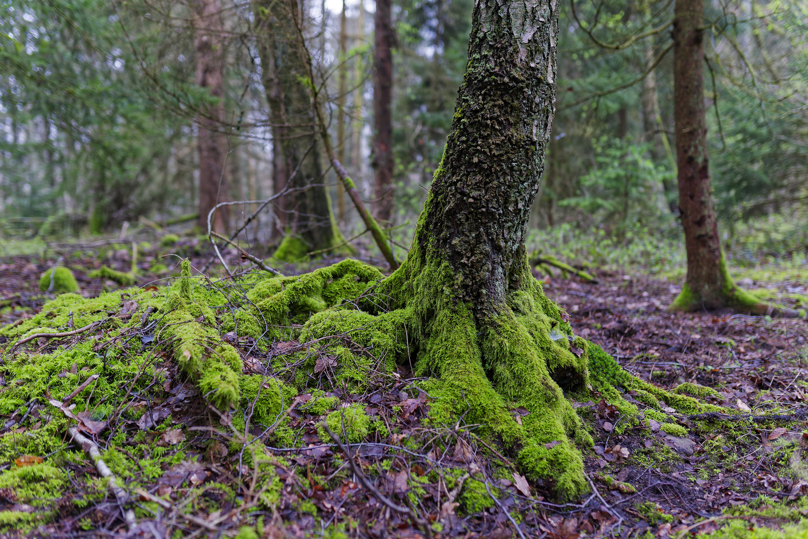 Waldmotive, hier: Birkenwurzeln