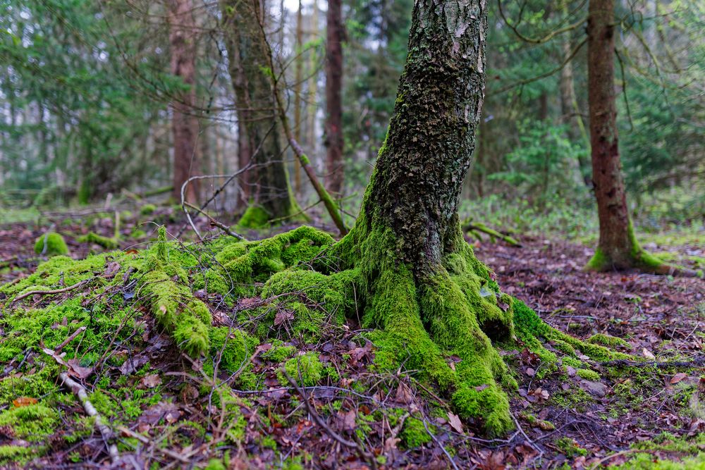 Waldmotive, hier: Birkenwurzeln