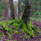 Waldmotive, hier: Birkenwurzeln