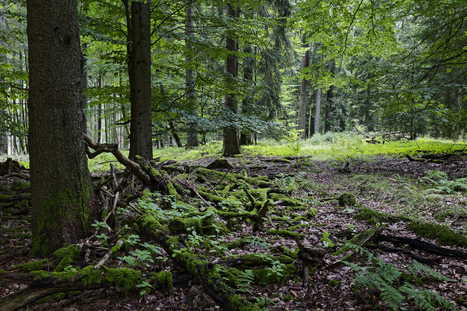 Waldmotive, hier: Blick auf die Waldlichtung